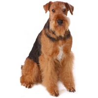 Airedale Terrier