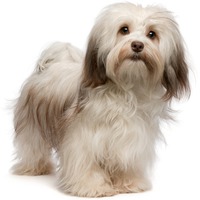Bichon Havanez