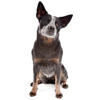 Caine de cireada australian