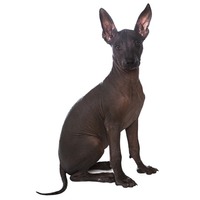 Cainele mexican fara par sau Xoloitzcuintli
