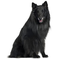 Groenendael Ciobanesc belgian