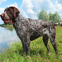 Pointer german cu par sarmos