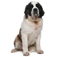 Saint-Bernard