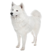 Samoyed