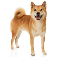 Shiba Inu