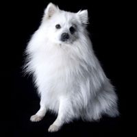Spitz Japonez
