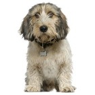 Basset Griffon Vendeen