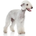 Bedlington Terrier