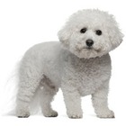 Bichon Frise