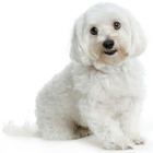 Bichon Maltese