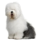 Bobtail