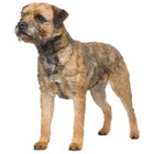 Border Terrier