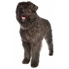 Bouvier des Flandres