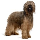 Briard