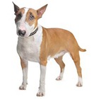 Bull Terrier