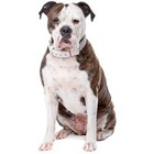 Bulldog american