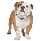Bulldog englez
