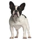 Bulldog francez