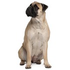 BullMastiff
