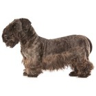 Cesky Terrier