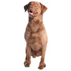 Chesapeake Bay Retriever