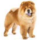 Chow-Chow