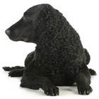 Curly Coated Retriever