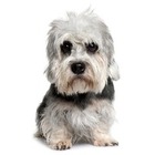 Dandie Dinmont Terrier