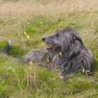 Deerhound