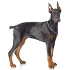 Doberman