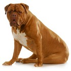 Dog de Bordeaux