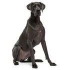 Dog German