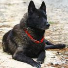 Elkhound norvegian