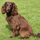 Field Spaniel