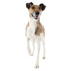 Fox Terrier