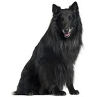 Groenendael Ciobanesc belgian