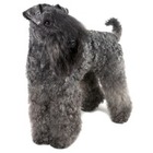 Kerry Blue Terrier