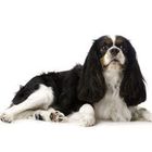 King Charles Spaniel
