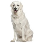 Kuvasz