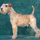 Lakeland Terrier