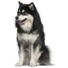Lapphund finlandez