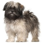 Lhasa Apso