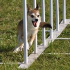 Lundehund