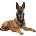Malinois Ciobanesc belgian