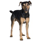 Manchester Terrier