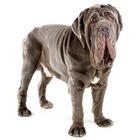 Mastiff de Napoli