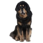 Mastiff tibetan