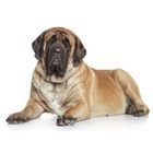 Mastiff