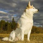 Norrbottenspets