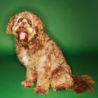 Otterhound